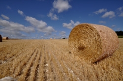 Appropriation par la commune de terrains délaissés