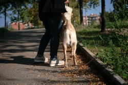 Propriétaire de chien - Crédit photo : © lpictures - Fotolia.com